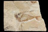 Fossil Fish (Diplomystus Birdi) - Hjoula, Lebanon #147195-1